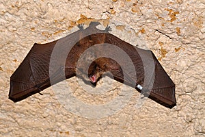 Geoffroy`s bat Myotis emarginatus photo